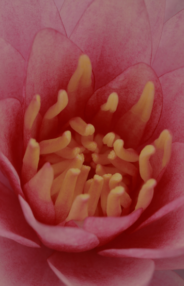 Tantra jako umění každodenního života